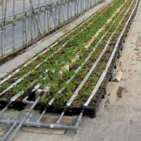 アルミ箔灌水チューブ　200ｍ