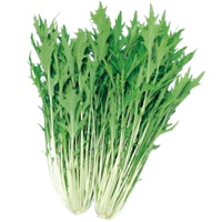 極早生水天水菜