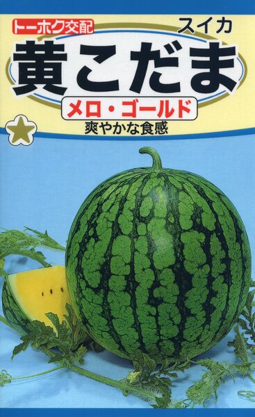 F1　黄こだま　メロゴールド