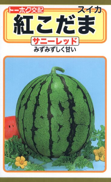 紅こだま　サニーレッド