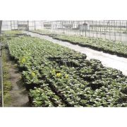 ＭＰローテーター