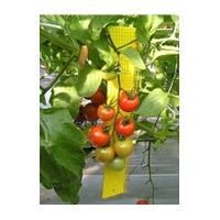 ビタットトルシー(ネット付）　25枚セット