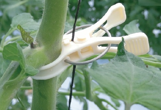 誘引クリップ　結