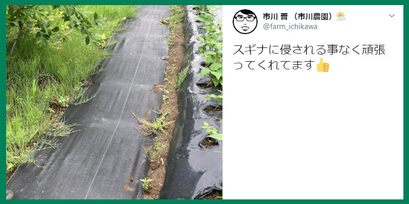 アンバサダーレビュー1