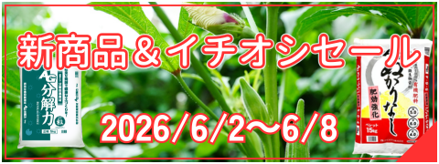 新商品イチオシセール