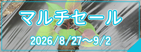 マルチセール